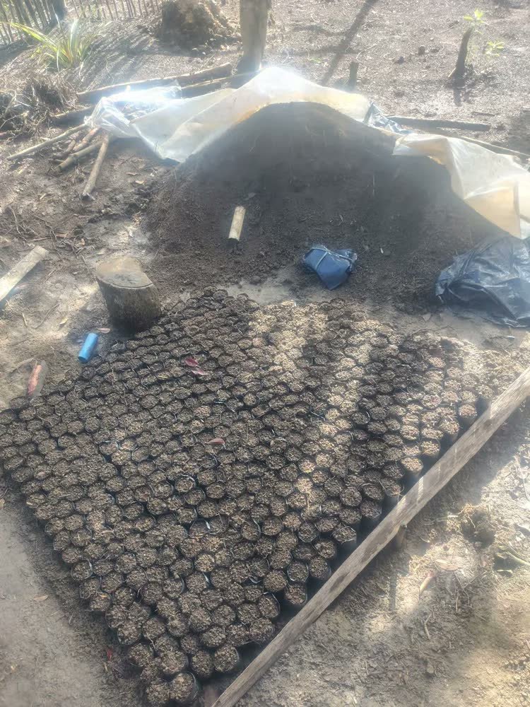 foto de comprador de Sacos Para Mudas Café 10x20 60 Micras 10.000un Preto Nuplast