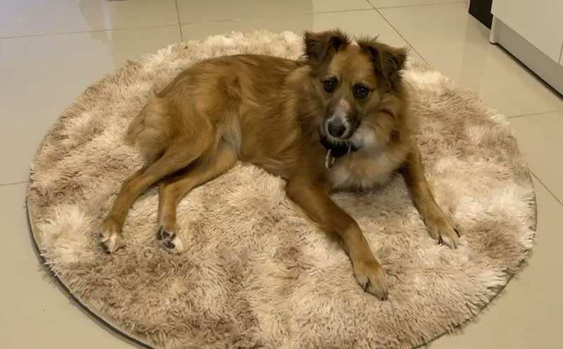 foto de comprador de Tapete Peludo Redondo Luxo Diâmetro 1,00 X 1,00 Promoção