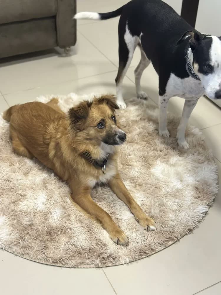 foto de comprador de Tapete Peludo Redondo Luxo Diâmetro 1,00 X 1,00 Promoção